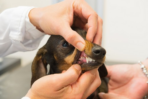 Dental Care