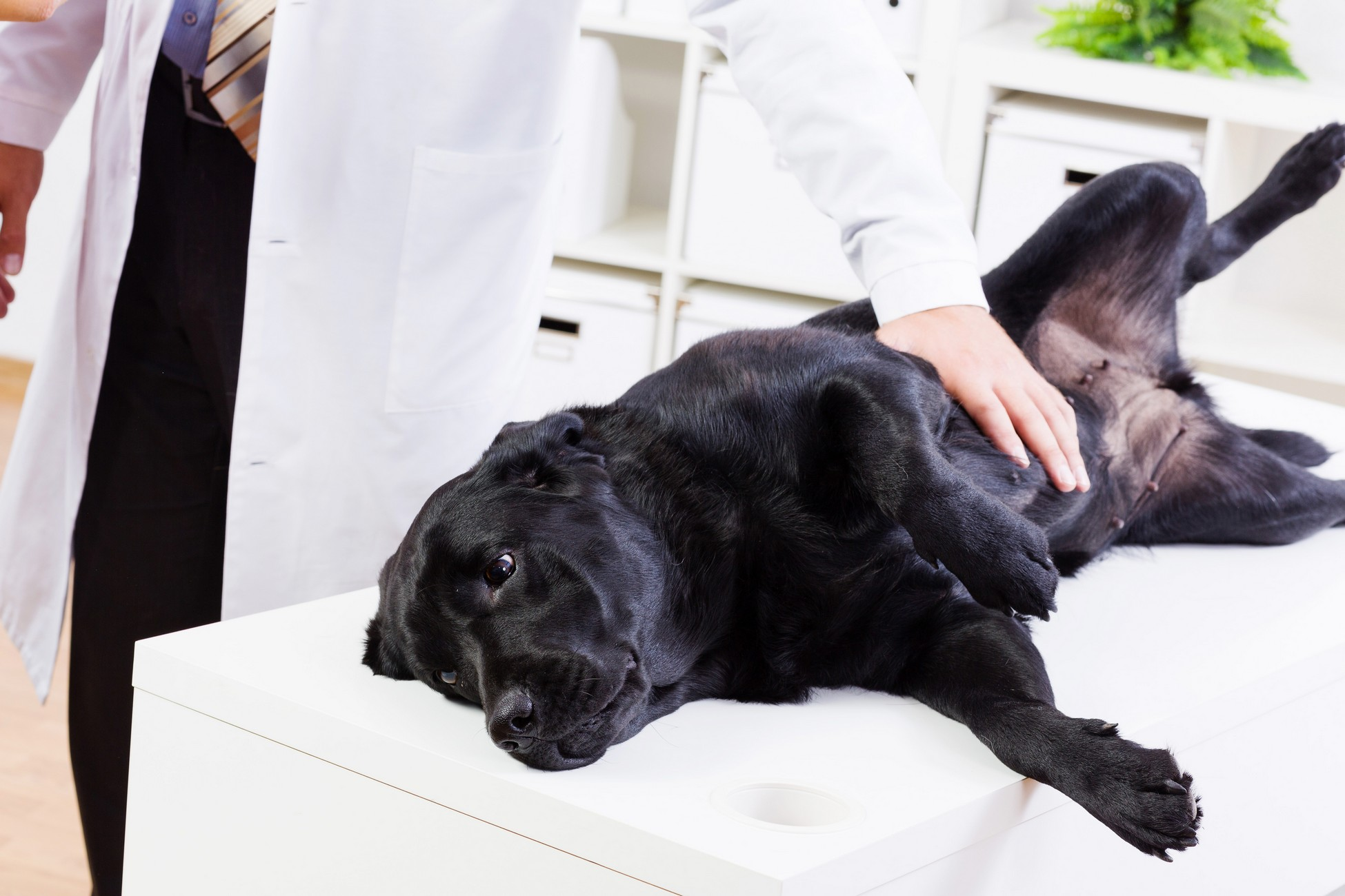 Wellness Exams