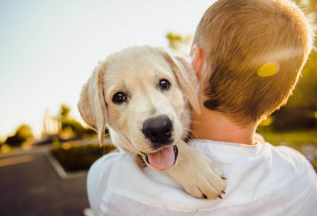 Pet Care