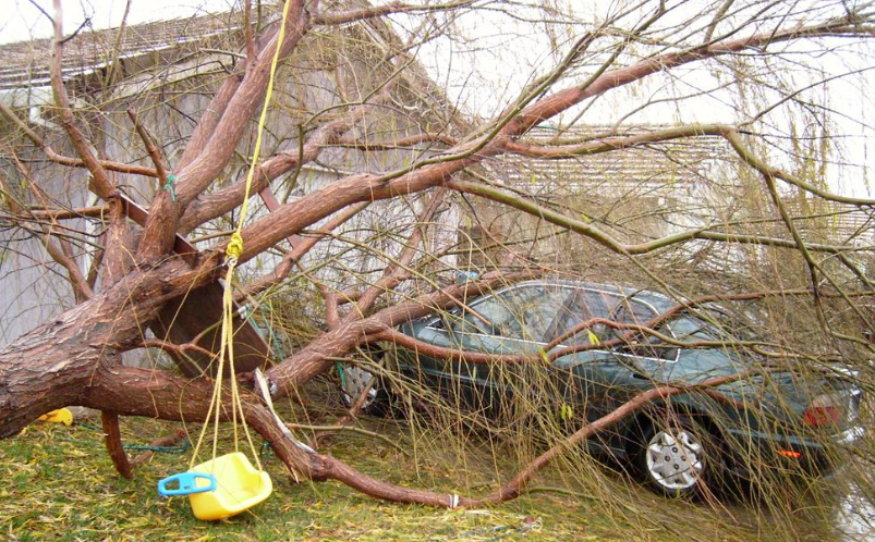 Clean Up Fallen Trees