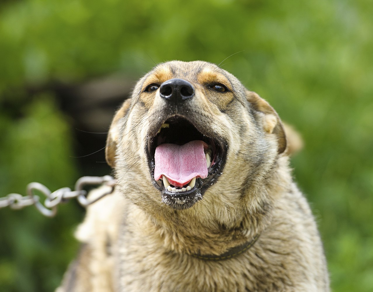 Dog Bites-Dog Attacks
