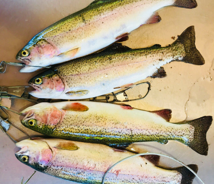 Rainbow Trout Fishing