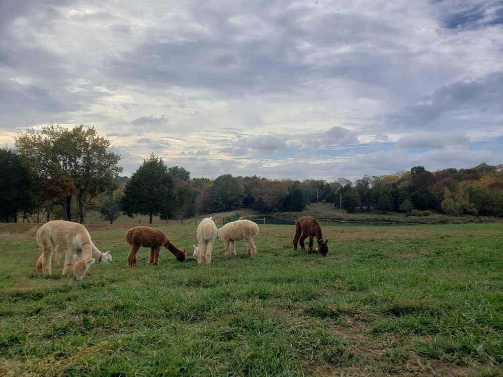 Fiber Boot Camp