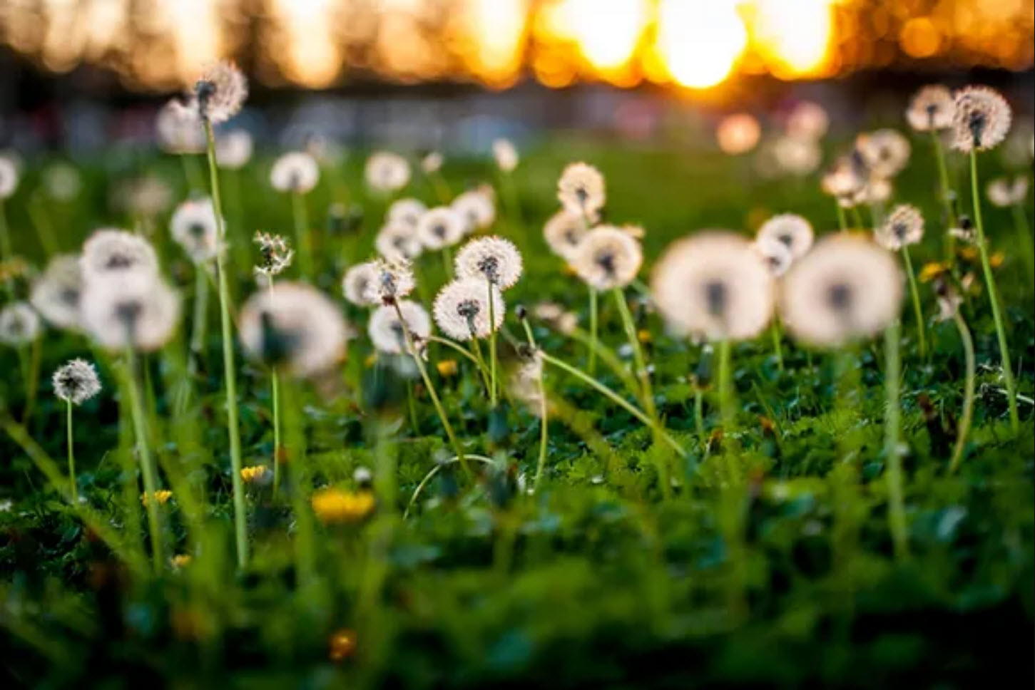 Weed Control