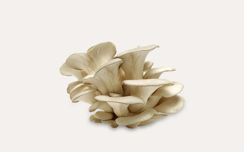 Fresh Blue Oyster Mushrooms
