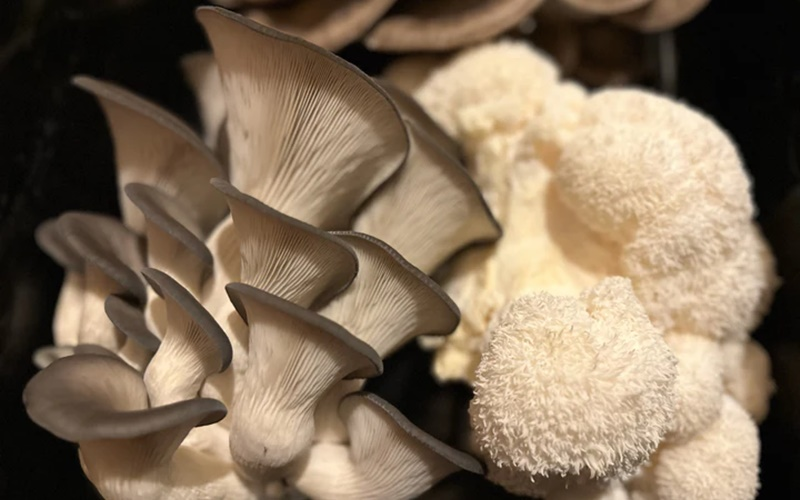 Fresh Seasonal Mix