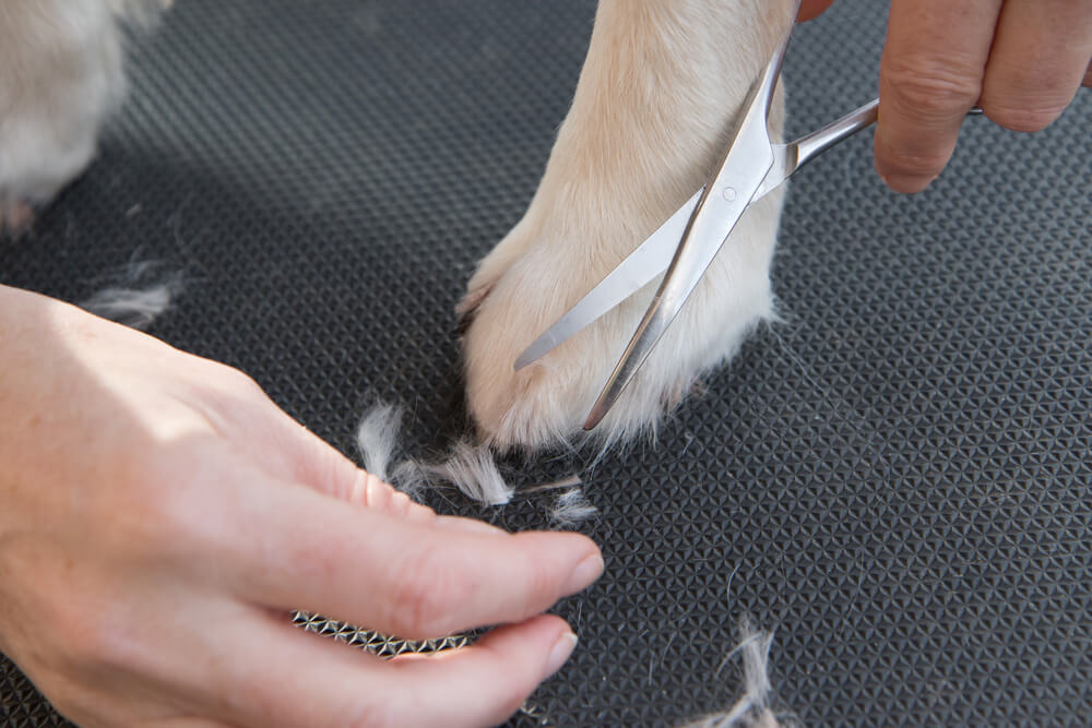 Pet Trimming