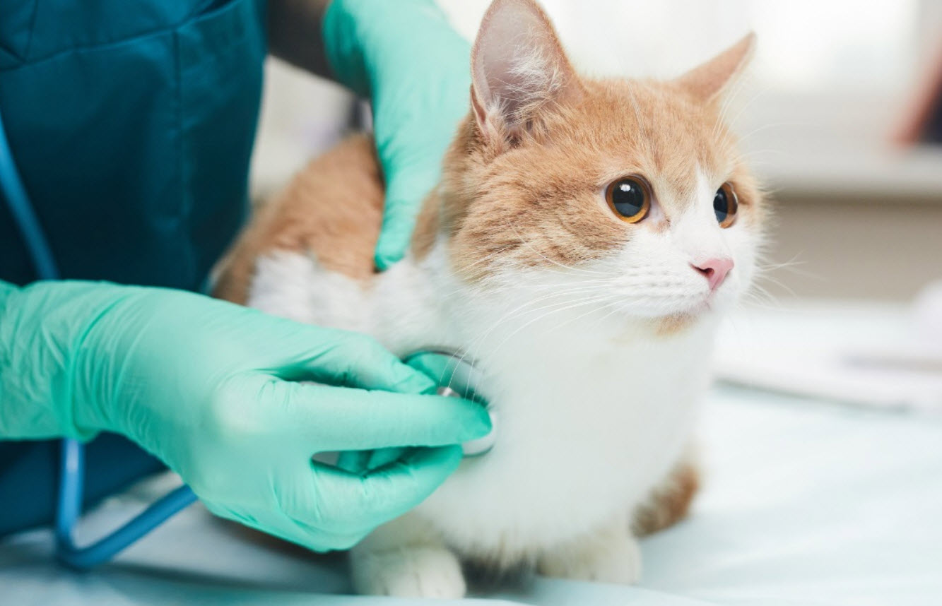 Preventive Care
