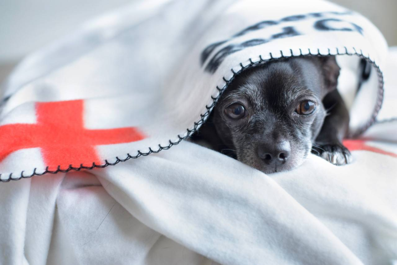 Emergency and Critical Care