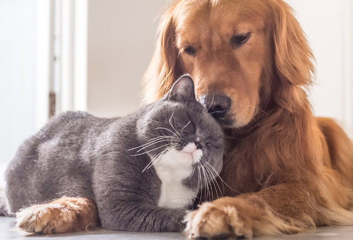 Pet Insurance