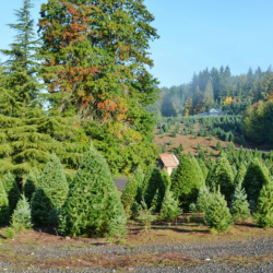 Tree Delivery & Setup