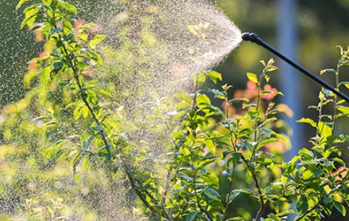 Lawn Fertilizer