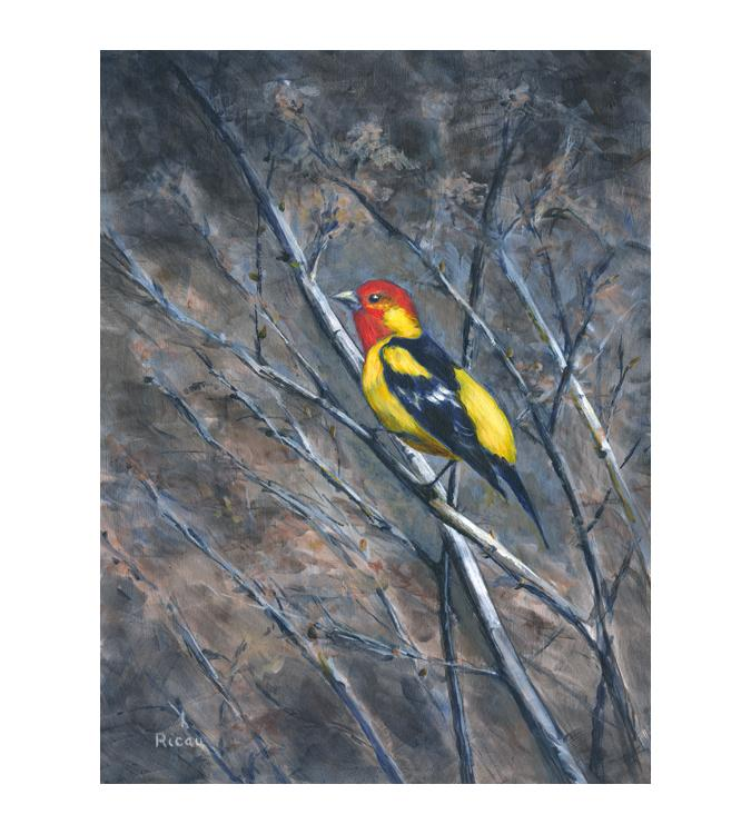Western Tanager