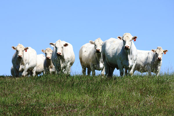 Females