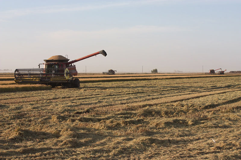 Organic Rice Straw