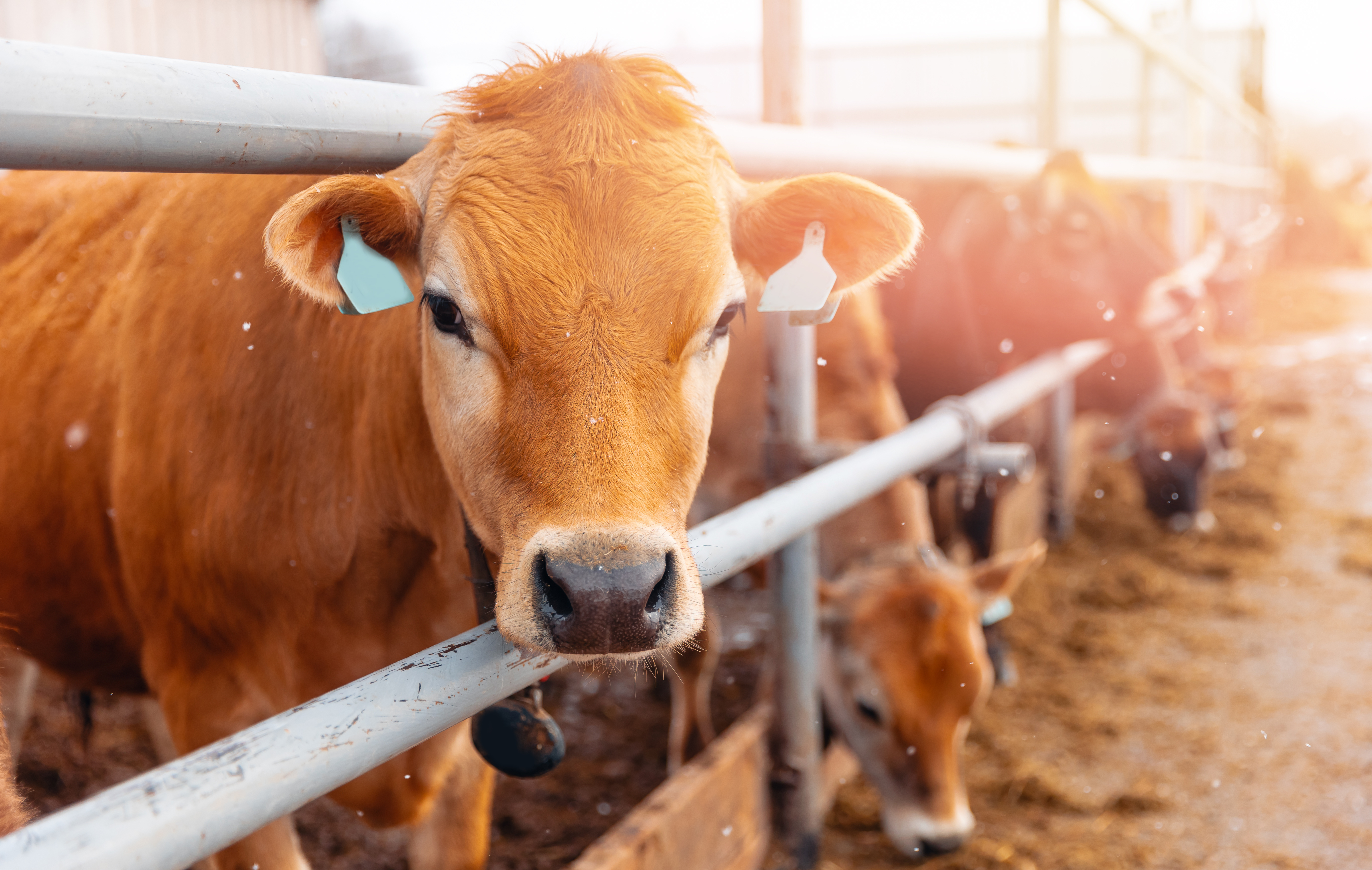 Livestock Information