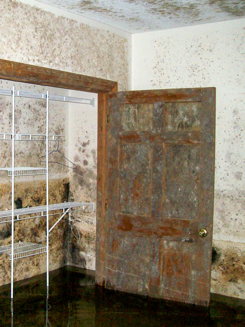 Mold Remediation