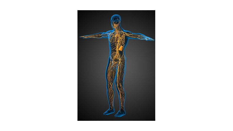 Assisted Lymphatic Therapy