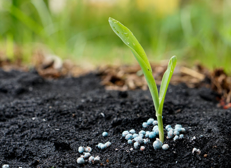 Fertilizing