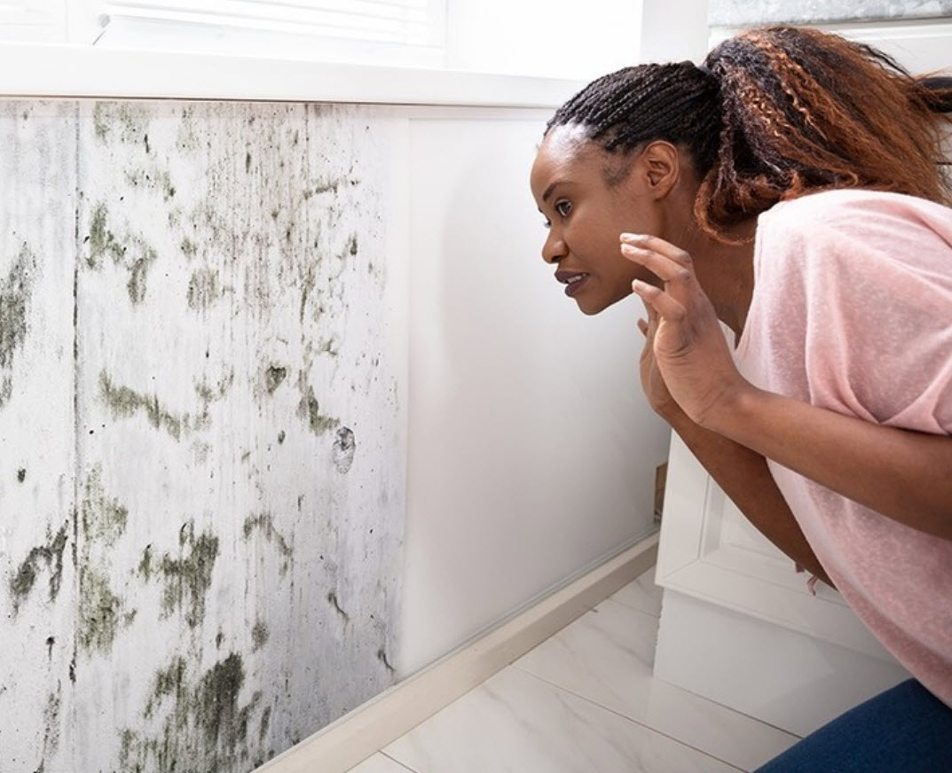 Mold Remediation & Removal