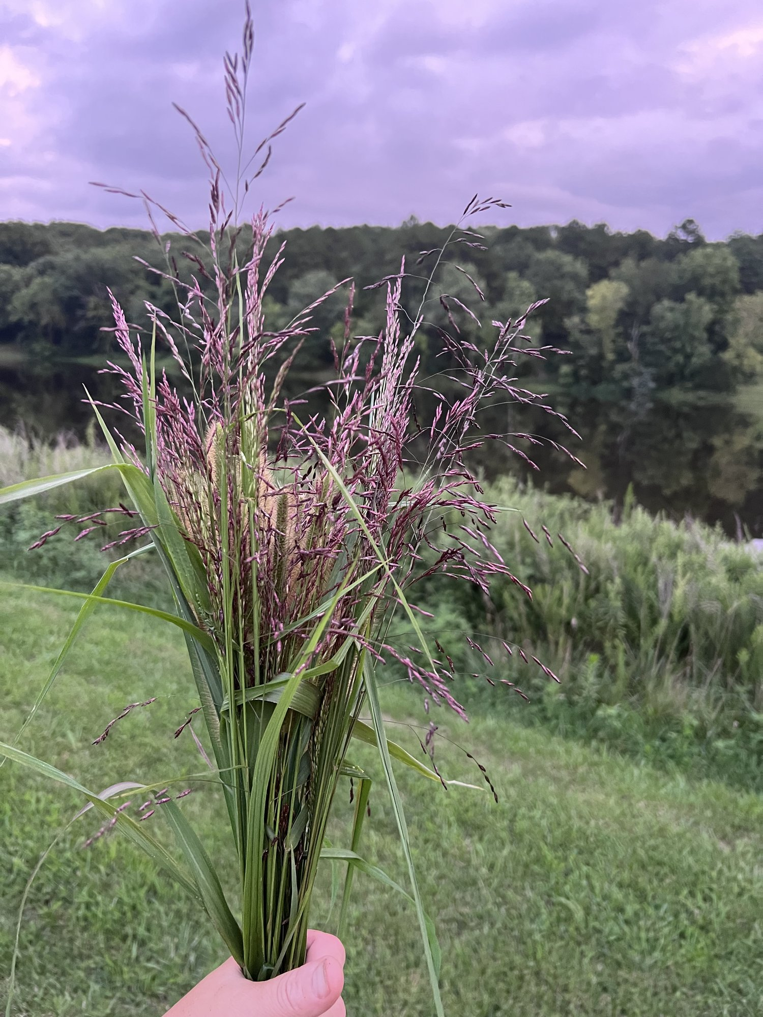 Lavender Farm