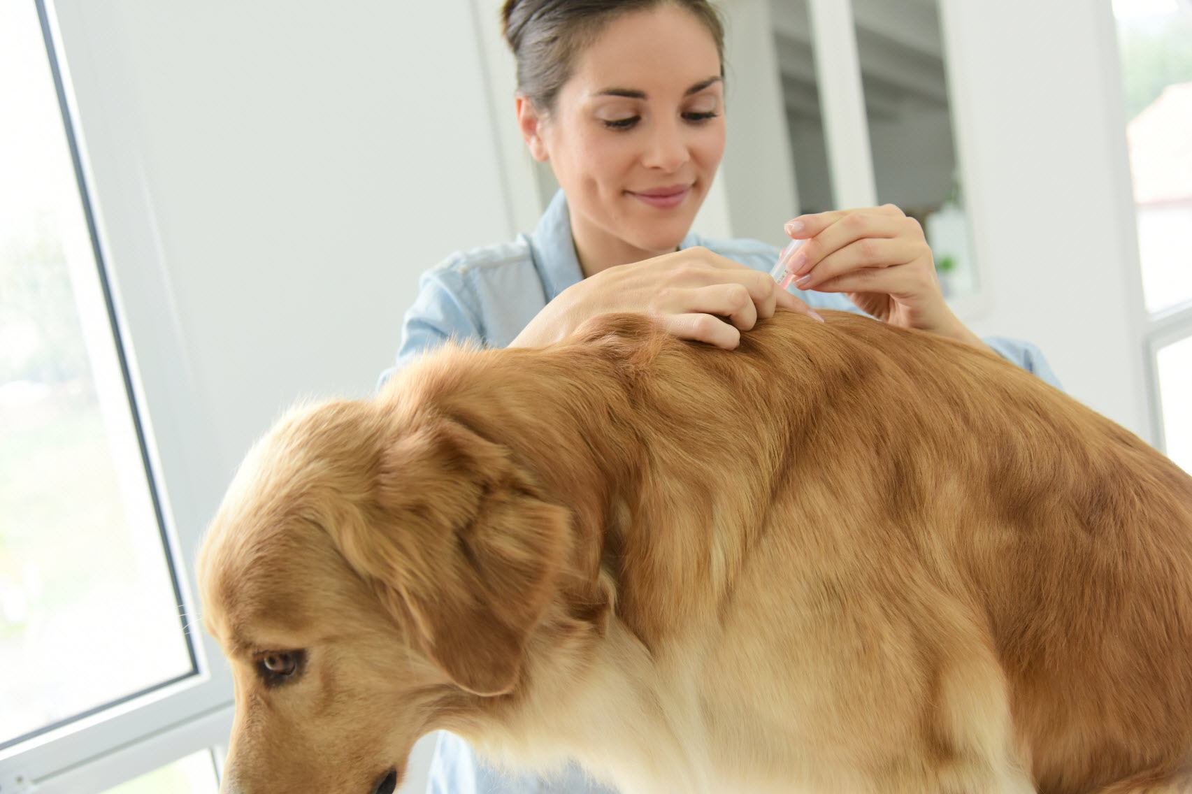 Flea and Tick Prevention