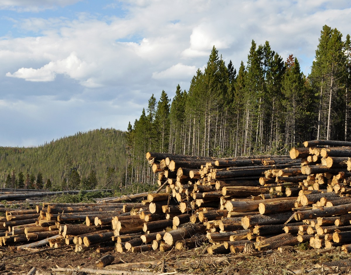 Forest Products Financing