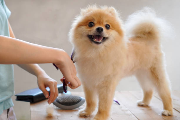 Pet Styling and Trims