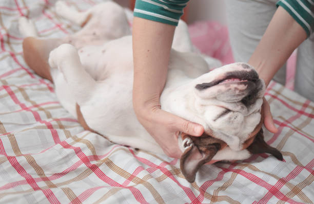 Pet Massage Therapy