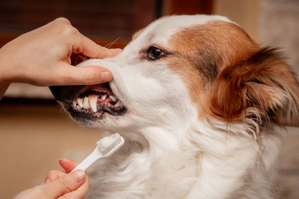 Teeth Cleaning and Oral Care