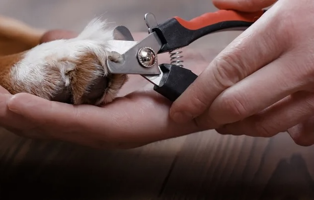 Luxury Pet Grooming