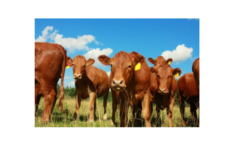 Liquid Cattle Feed Supplements