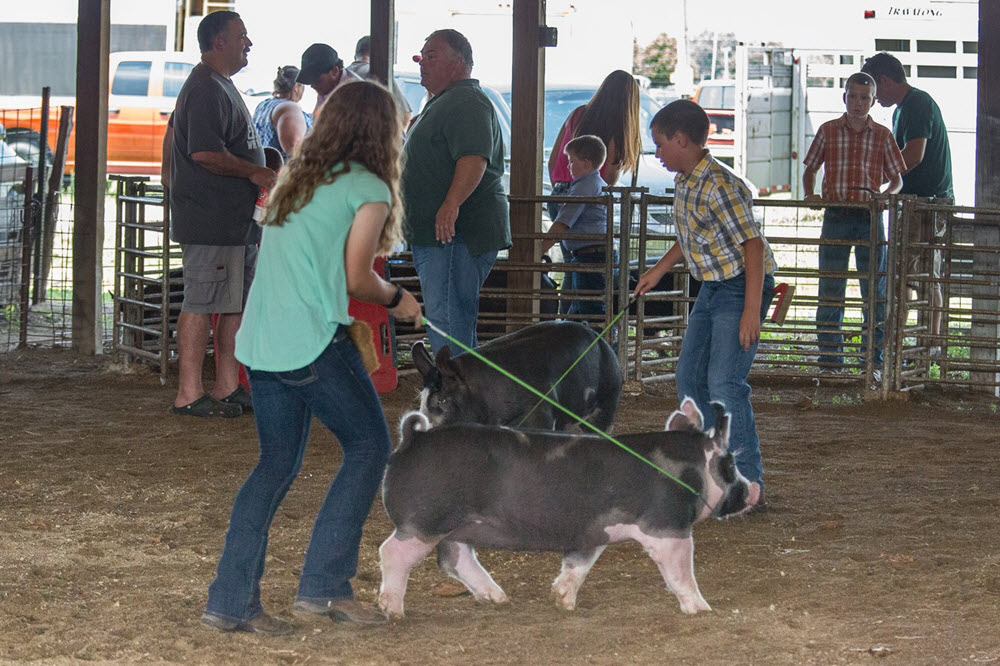 Livestock & Open Class