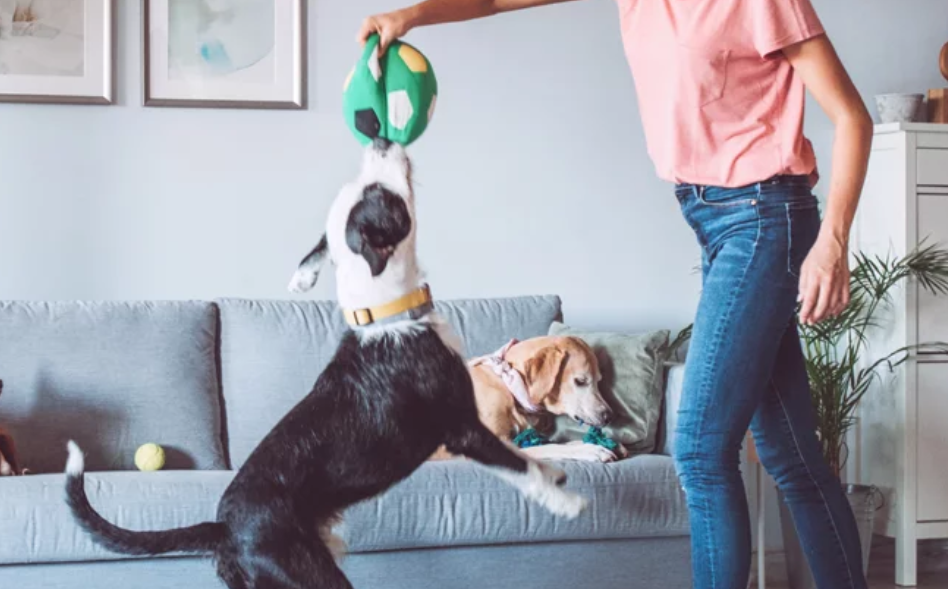 Pet Services