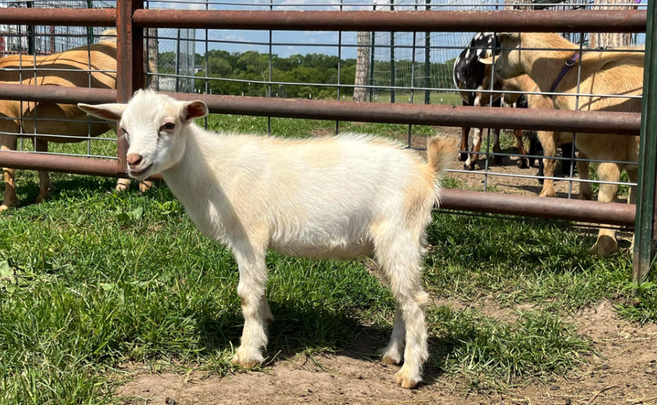 Goat Sales