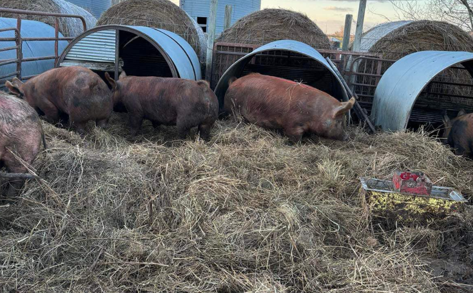 Hog Sales