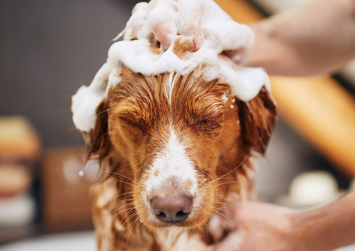 Dog Spa + Wash