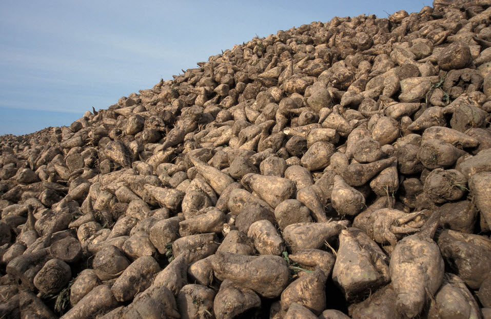 Beet Stock Brokerage
