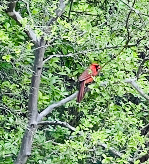 Wildlife