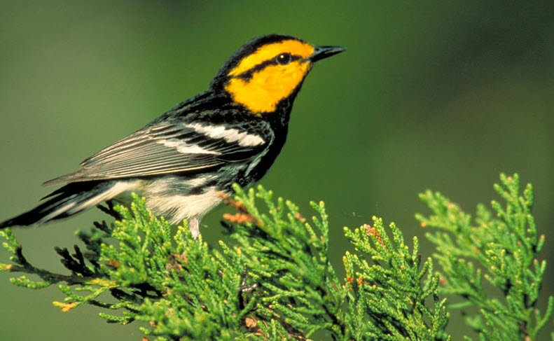 Birding