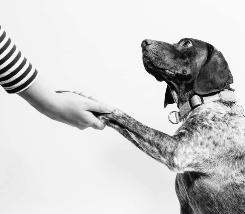 Dog Training