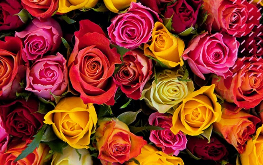Fresh Flowers