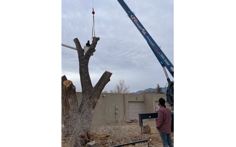 Tree Removal