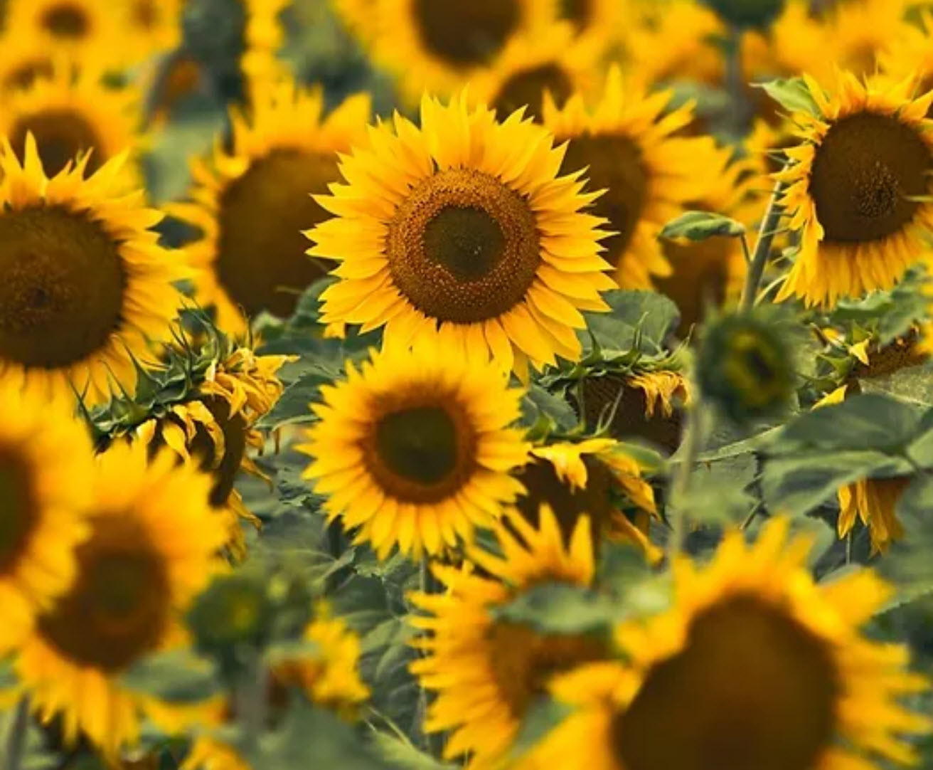 Sunflower Dayz
