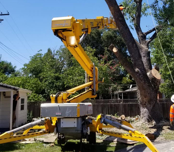 Tree Trimming