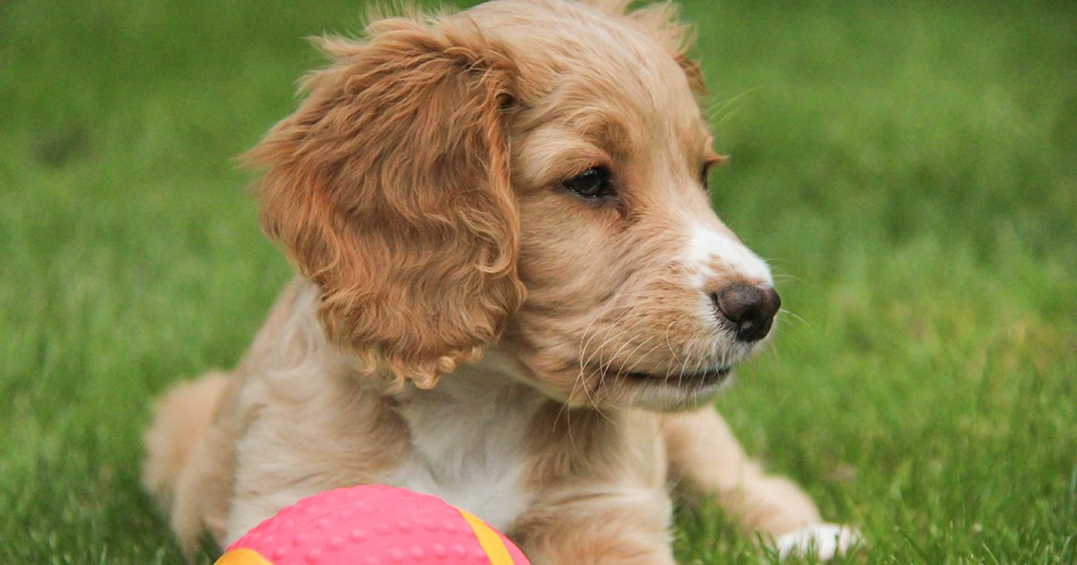 Pet-Friendly Rooms