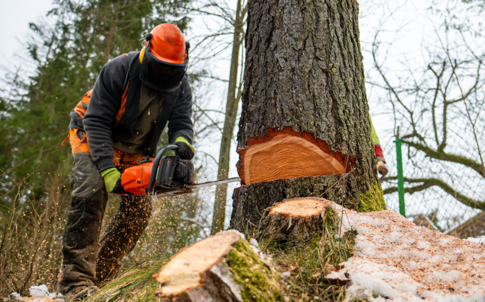 Tree or Fencerow Removal