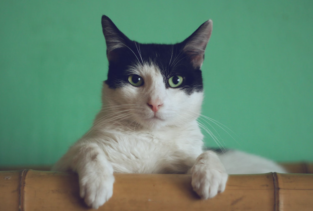 Cat Vaccinations