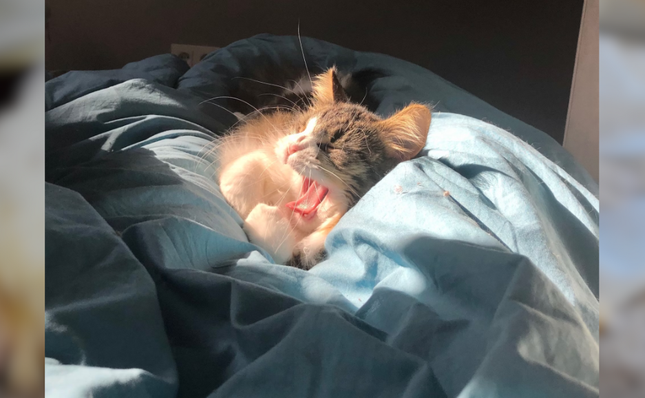 Cat Surgery