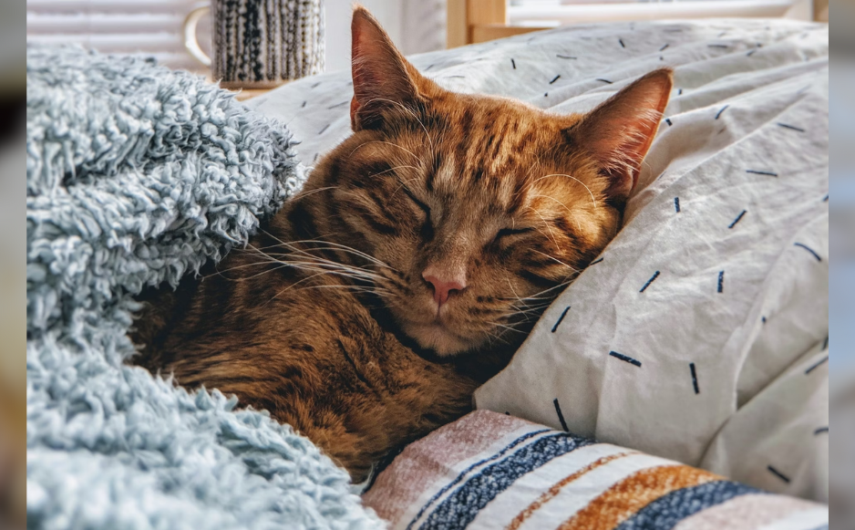 Cat Senior Care